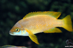 Neolamprologus mustax