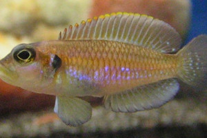 Neolamprologus ocellatus