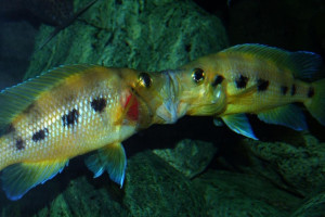 Neolamprologus sexfasciatus