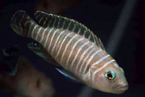 Neolamprologus signatus