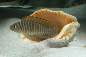 Neolamprologus similis