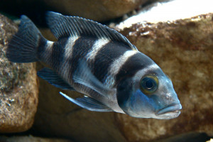 Neolamprologus tretocephalus