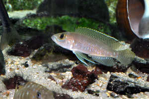 Neolamprologus ventralis