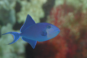 Odonus niger
