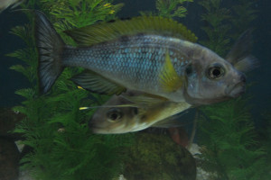 Ophthalmotilapia ventralis