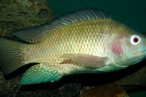 Oreochromis niloticus niloticus