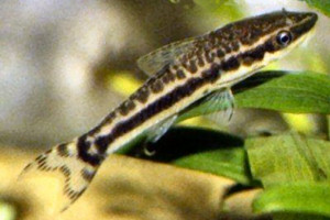 Otocinclus huaorani