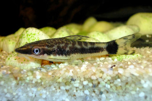 Otocinclus macrospilus