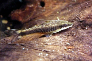 Otocinclus mura