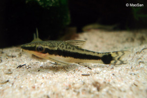 Otocinclus vittatus