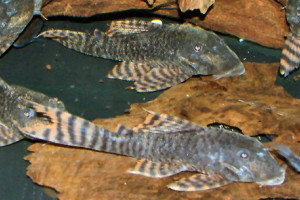 Panaqolus changae