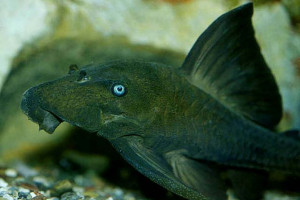 Panaque cochliodon