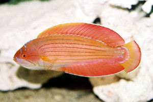 Paracheilinus octotaenia