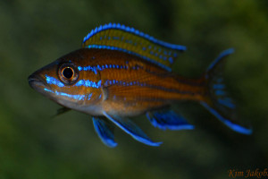 Paracyprichromis nigripinnis