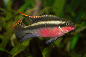 Pelvicachromis pulcher