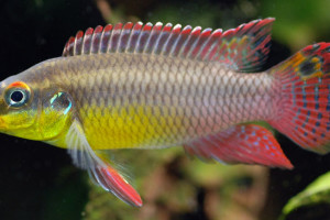 Pelvicachromis taeniatus