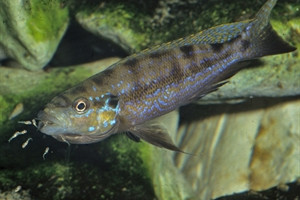 Perissodus microlepis