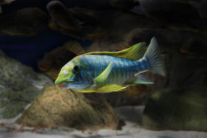 Petrochromis macrognathus