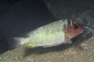 Petrochromis orthognathus