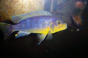 Petrotilapia tridentiger