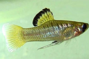 Phallichthys amates