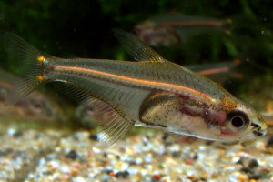 Phenagoniates macrolepis