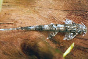 Phractura ansorgii