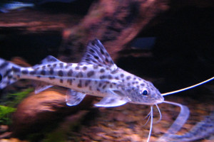 Pimelodus pictus