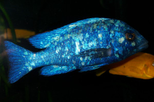 Placidochromis phenochilus