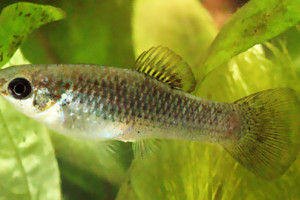 Poecilia formosa