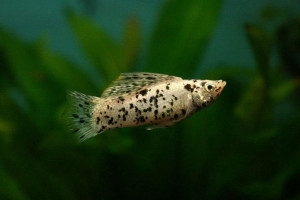 Poecilia latipinna