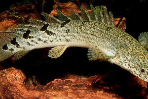 Polypterus delhezi