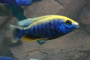 Protomelas spilonotus