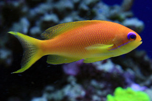 Pseudanthias squamipinnis