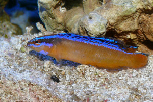 Pseudochromis aldabraensis