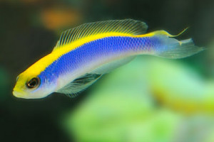 Pseudochromis flavivertex