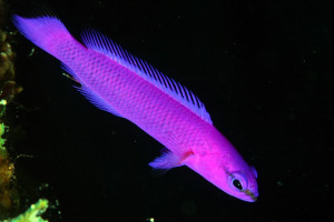 Pseudochromis fridmani