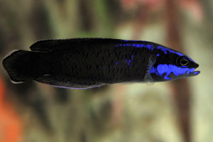 Pseudochromis springeri