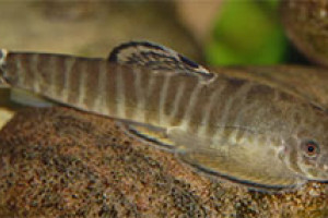 Pseudogastromyzon fasciatus