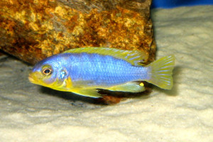 Pseudotropheus aurora