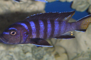 Pseudotropheus elongatus