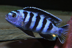 Pseudotropheus saulosi