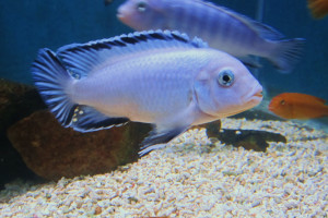 Pseudotropheus socolofi