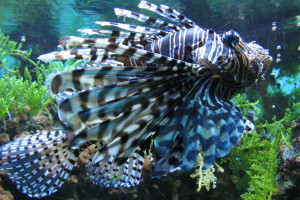 Pterois antennata