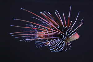 Pterois radiata