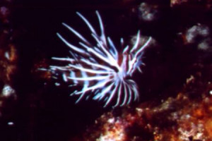 Pterois sphex