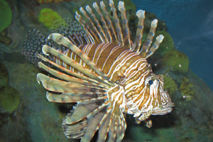 Pterois volitans