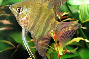 Pterophyllum leopoldi