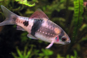 Puntius fasciatus