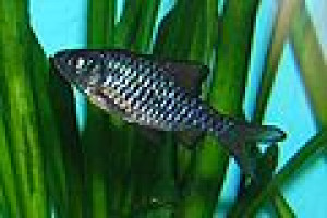 Puntius nangalensis